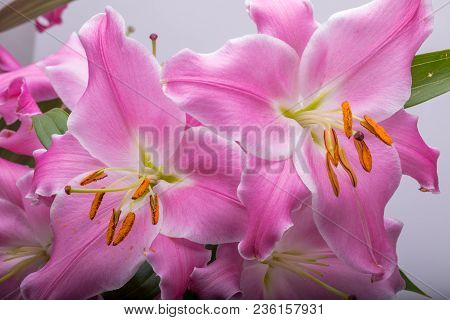 Close-up Of Pink Liles Flowers.  Common Names For Species In This Genus Include Fairy Lily Rainflowe