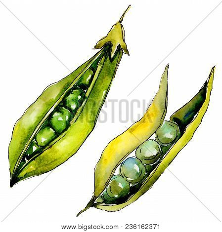 Pea Sed Wild Vegetables In A Watercolor Style Isolated. Full Name Of The Vegetables: Pea Sed. Aquare
