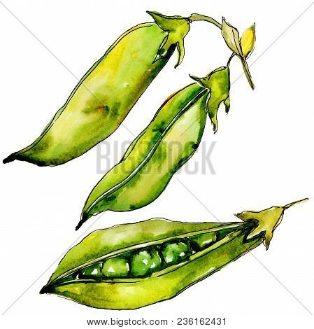 Pea Sed Wild Vegetables In A Watercolor Style Isolated. Full Name Of The Vegetables: Pea Sed. Aquare