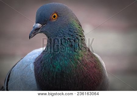 Front View Of The Face Of Rock Pigeon Face To Face.rock Pigeons Crowd Streets And Public Squares, Li