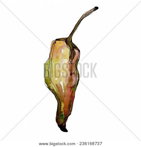 Pepper Wild Vegetables In A Watercolor Style Isolated. Full Name Of The Vegetables: Pepper . Aquarel