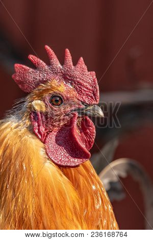Close Up On A Rooster With A Big And Nice Cockscomb In Sweden 2018