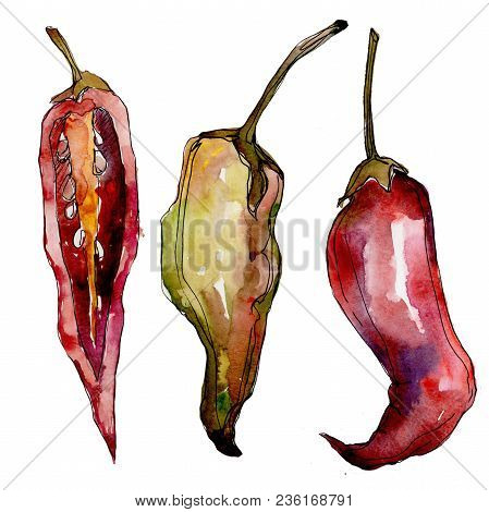 Pepper Wild Vegetables In A Watercolor Style Isolated. Full Name Of The Vegetables: Pepper . Aquarel