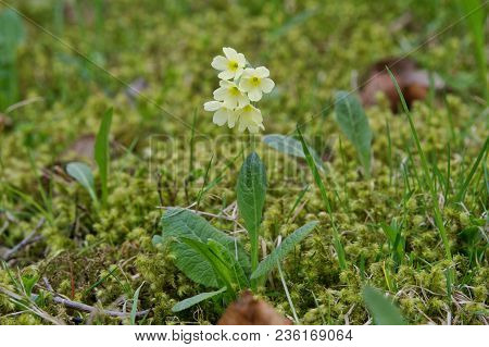 Cowslip  (primula Veris) In A Nature