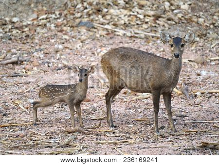 Hog Deer (hyelaphus Porcinus)