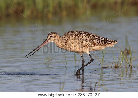 A Marbled Godwit, Limosa Fedoa In Shallow Water In A Quiet Bay In Florida