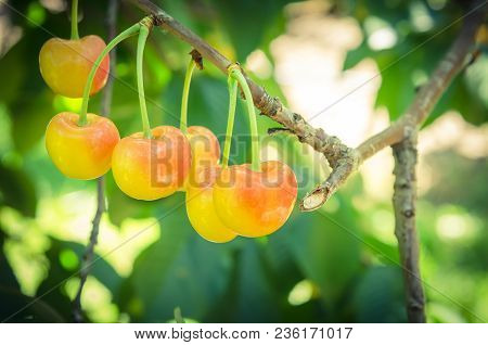 Rainier Cherries Hanging On Branch Harvest Season At Yakima Valley, Washington, Usa