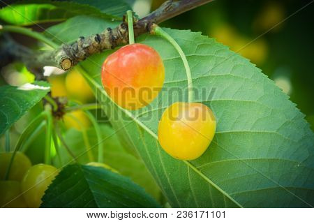 Rainier Cherries Hanging On Branch Harvest Season At Yakima Valley, Washington, Usa