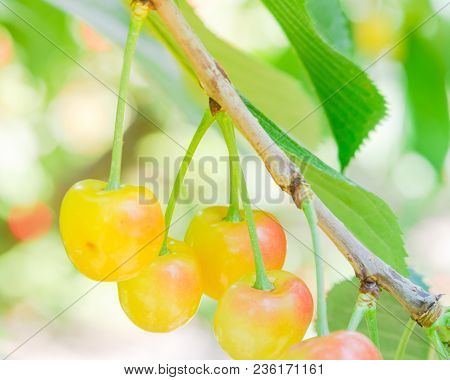 Rainier Cherries Hanging On Branch Harvest Season At Yakima Valley, Washington, Usa
