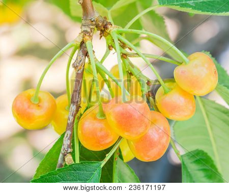 Rainier Cherries Hanging On Branch Harvest Season At Yakima Valley, Washington, Usa