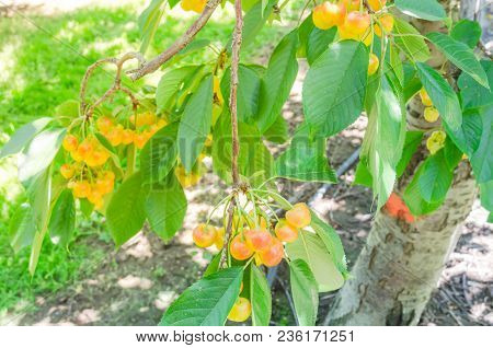 Rainier Cherries Hanging On Branch Harvest Season At Yakima Valley, Washington, Usa