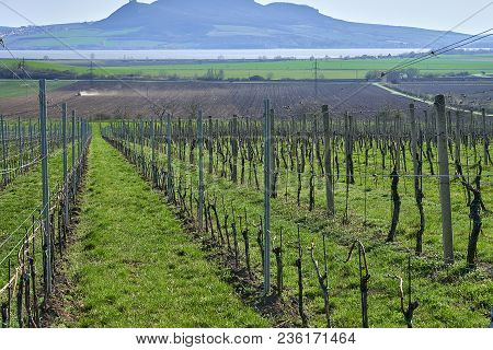 Popice, Czech Republic - 09 April, 2018: Moravia Vinery In The Begining Of Spring, Grape Vine Lines 