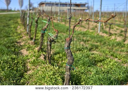 Popice, Czech Republic - 09 April, 2018: Moravia Vinery In The Begining Of Spring, Grape Vine Lines 