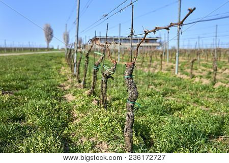 Popice, Czech Republic - 09 April, 2018: Moravia Vinery In The Begining Of Spring, Grape Vine Lines 