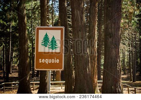 Mount Limbara - Sequoia Sign