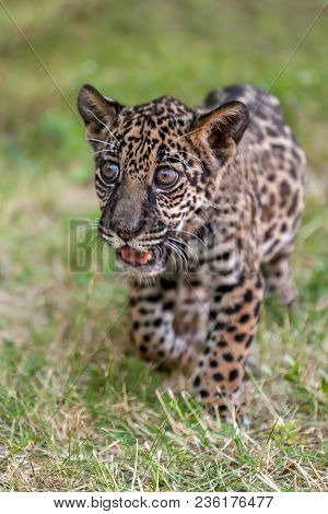 Young Baby Jaguar (panthera Onca). Felidae Family. Little Wild Cat Walking In Park