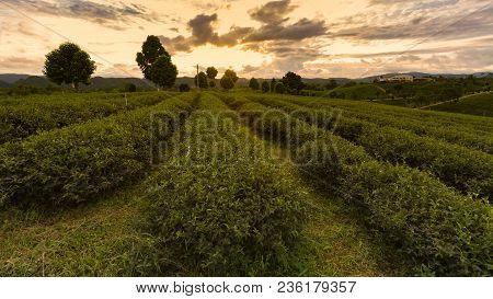 Tea Plantation In A Row With Sunset Skyline Background