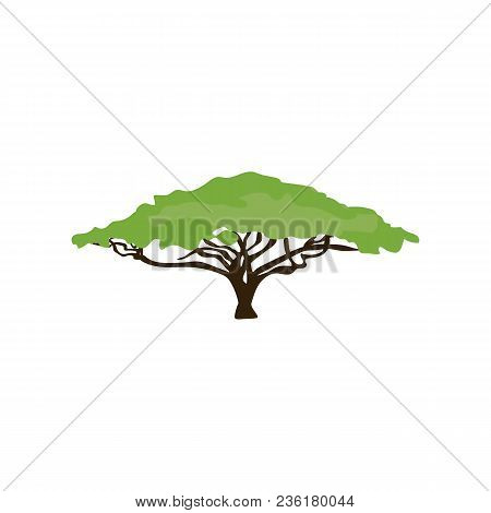 Acacia Tree Illustration On The White Background. Vector Illustration