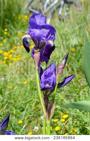 Purple Spring Lily In Collserola Park Barcelona