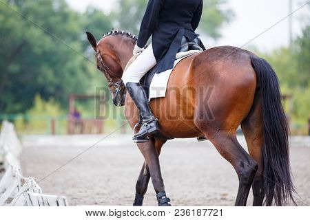 Sportswoman In Shadbelly Riding Horse On Dressage Equestrian Competition