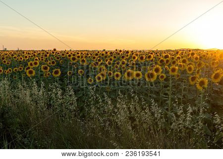 Sunflowers Field Near Arles  In Provence, France