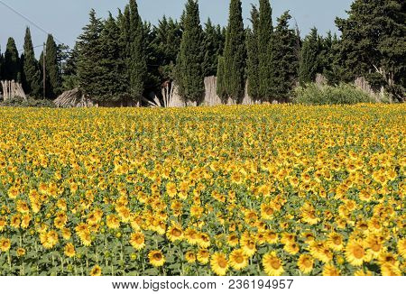 Sunflowers Field Near Arles  In Provence, France