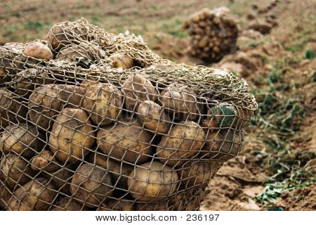 มันฝรั่ง