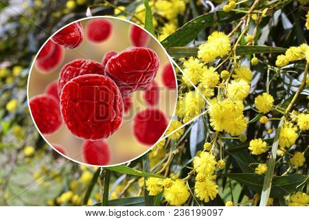 Mimosa Pollen, Close-up View, 3d Illustration, And Photo Of Mimosa Flowers. Pollen Is A Factor Causi