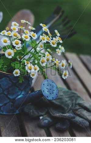 Garden Work Still Life In Summer. Camomile Flowers, Gloves And Toold On Wooden Table Outdoor In Sunn