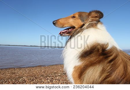 Collie Dog On The Beach