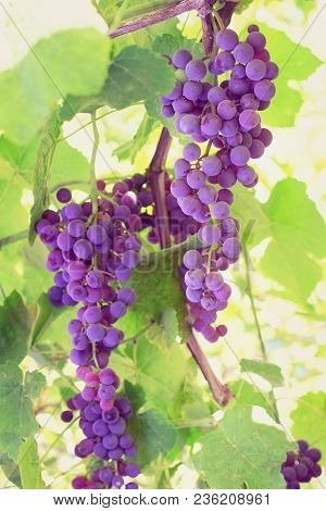 Ripe Grapes In Autumn On A Bush , A Vine And Leaves. Lilak