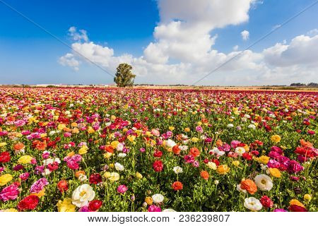  Kibbutz fields of flowering garden buttercups - ranunculus. Spring flowering. Lush cumulus clouds fly over the fields. Concept of ecological and rural tourism