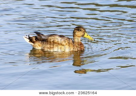 Duck