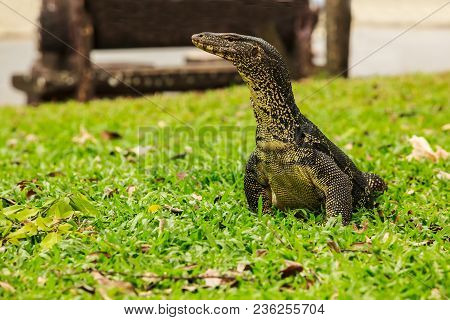 Varanus Salvator, Commonly Known As Water Monitor Or Common Water Monitor, Is A Large Lizard Native 