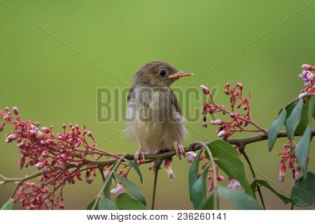 Young Bar Winged Prinia Looking For Sunlight