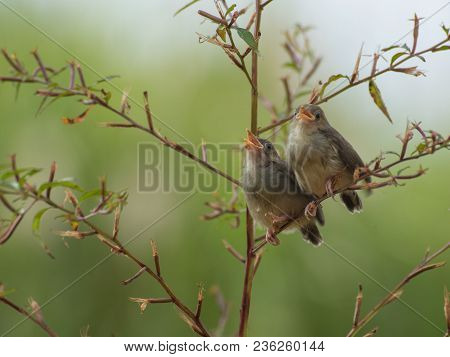 Young Bar Winged Prinia Looking For Sunlight