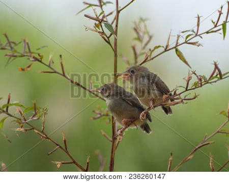 Young Bar Winged Prinia Looking For Sunlight