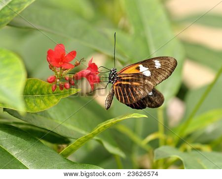 Papillons tropicaux
