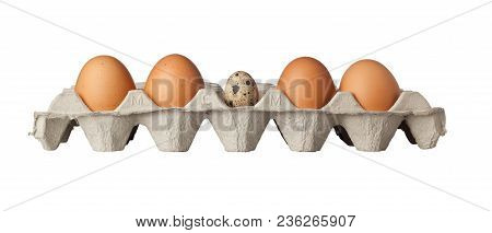 A Quail Egg In The Middle Of A Tray Of Eggs Isolated On White Background