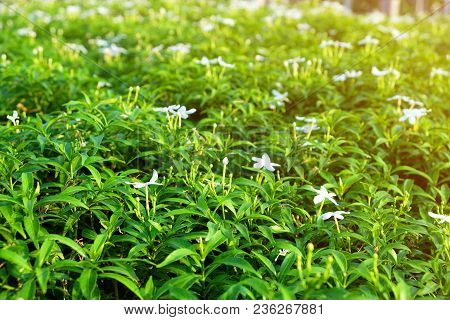 Wringhtia Antidysenterica R.br. White Little Flowers On Green Leaves Growing In Garden Forming Beaut