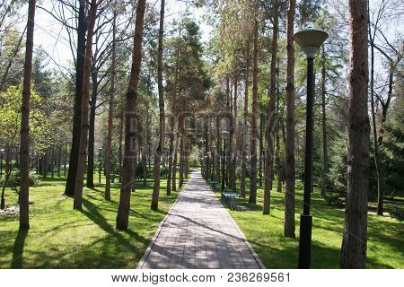 Road In A City Park Between Trees And Green Grass