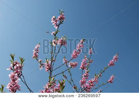 Blooming Cherry, Sakura, Asia, Bee Pollinating Young Flowers In The Spring
