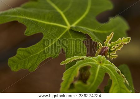 Fig On The Branch