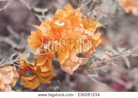 Background With Beautiful Bougainvillea Flowers Of Bright Orange Color. Yellow Blooming Flowers