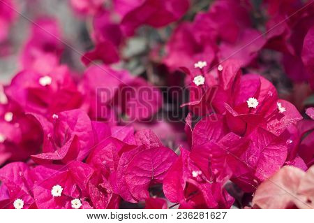 Blooming Bougainvillea Flowers Of Dark Red Color. Background With Blooming Bush. Floral Concept