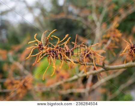 Hybrid Witch Hazel Or Hamamelis X Intermedia Bright Orange Flowers