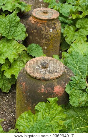 Terracotta Rhubarb Cloches Or Forcers A Traditional Bell Shaped Pot Used To Encourage Growth Early I