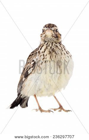 Wood Lark (lullula Arborea) Isolated On A White Background