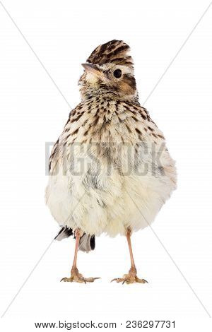 Wood Lark (lullula Arborea) Isolated On A White Background