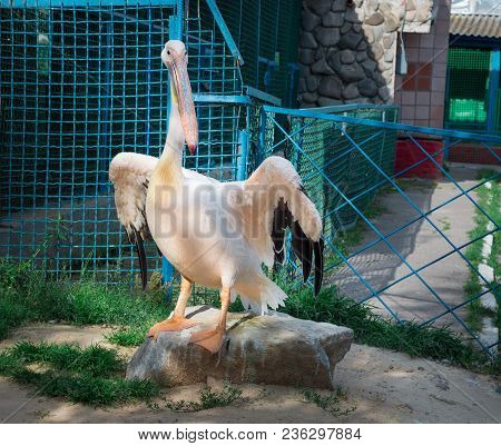 White Pelican With Big Yellow Neb Cleans Up Feather Wing